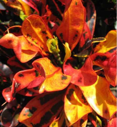 codiaeum variegatum fire-অগ্নি পাতাবাহার